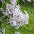 Syringa vulgaris 'Norrfjarden'