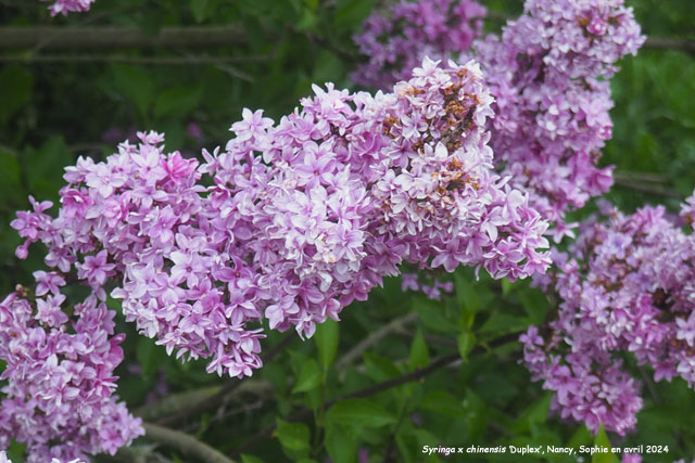 Syringa x chinensis 'Duplex'