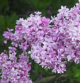 Syringa x chinensis 'Duplex'