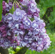 Syringa vulgaris 'Ami Schott'