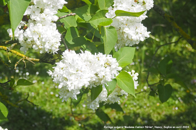 Syringa vulgaris 'Madame Casimir Périer'