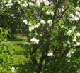 Syringa vulgaris 'Madame Casimir Périer'