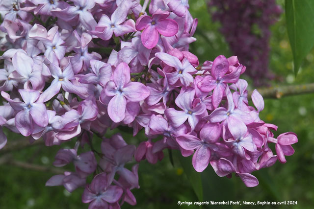Syringa vulgaris 'Marechal Foch'