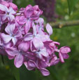 Syringa vulgaris 'Maréchal Foch'