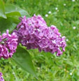 Syringa vulgaris 'Pasteur'