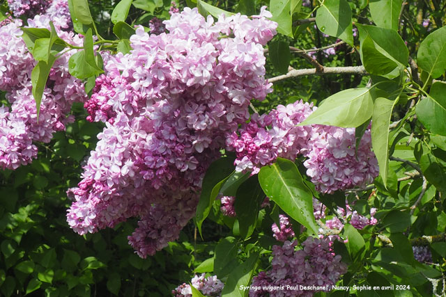 Syringa vulgaris 'Paul Deschanel'