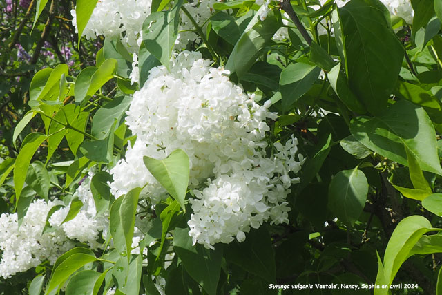 Syringa vulgaris 'Vestale'
