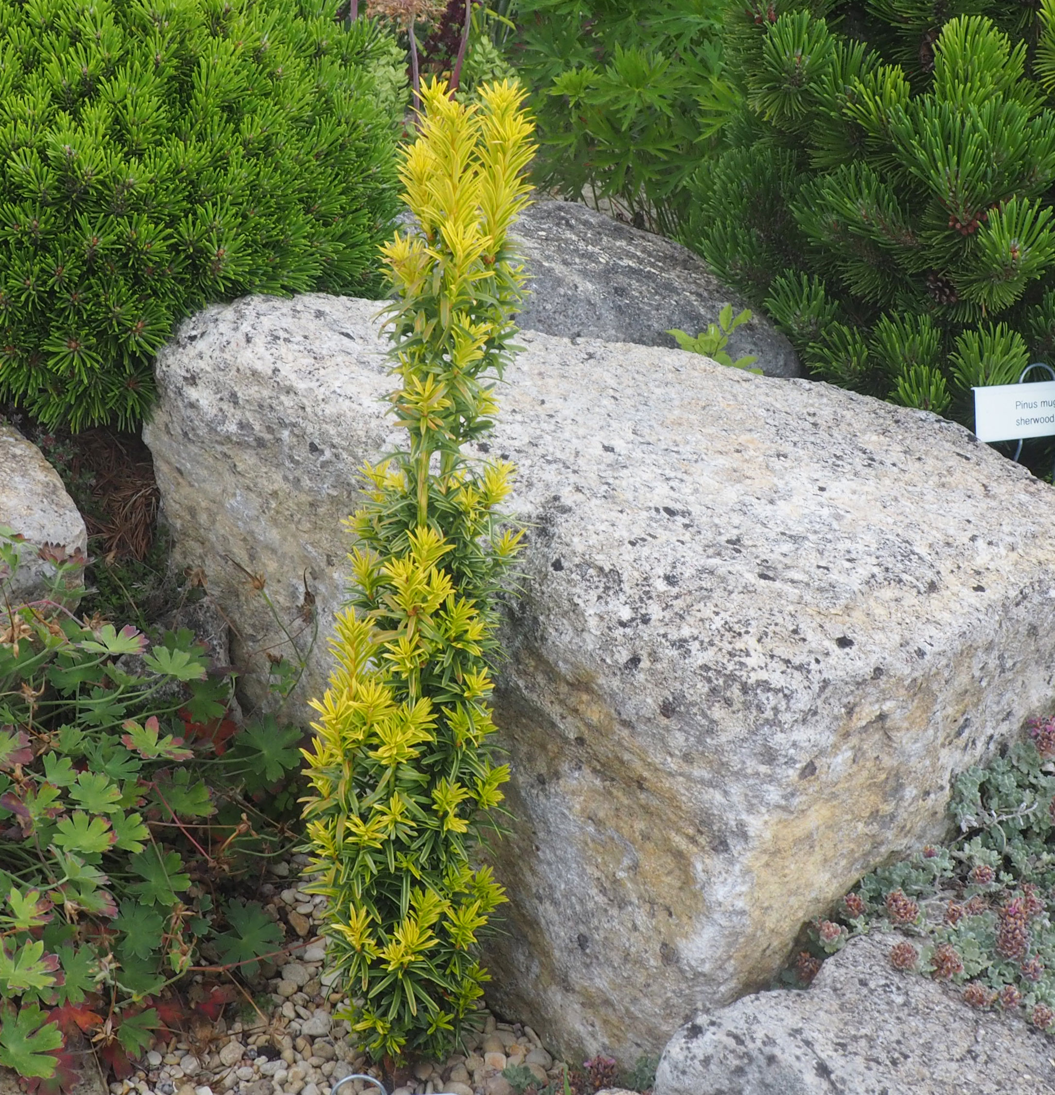 Taxus baccata 'Icicle'