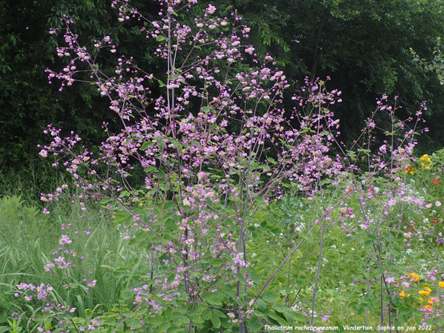 Thalictrum rochebruneanum