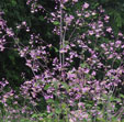 Thalictrum rochebruneanum
