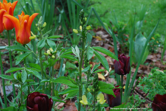 Thermopsis chinensis