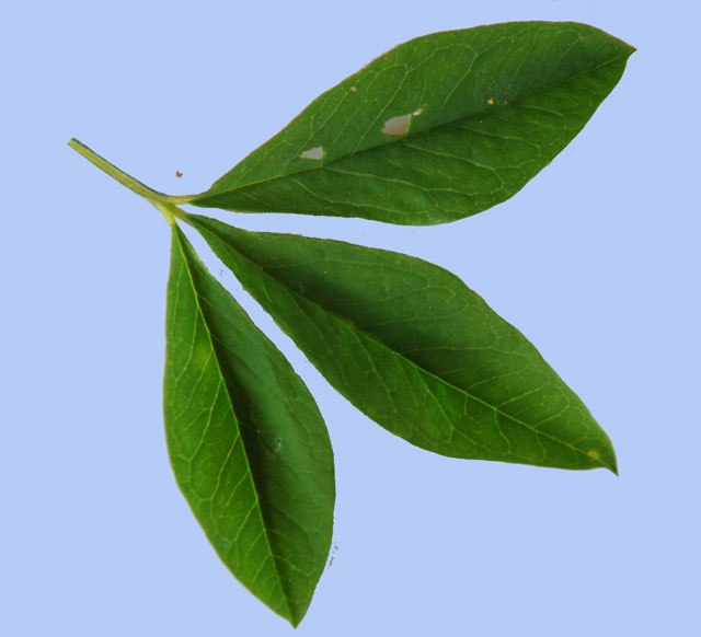 Thermopsis lanceolata