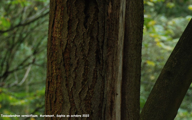 Toxicodendron vernicifluum
