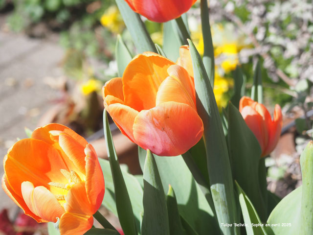 Tulipa 'Bellville'