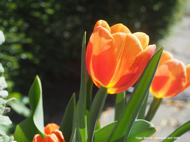 Tulipa 'Bellville'