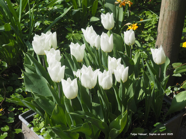 Tulipa 'Hakuun'