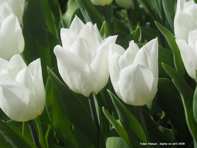 Tulipa 'Hakuun'