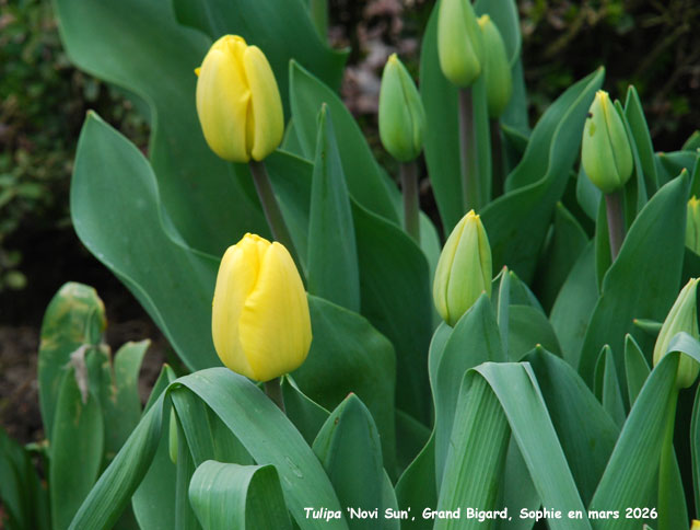 Tulipa 'Novi Sun'