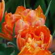 Tulipa 'Orca