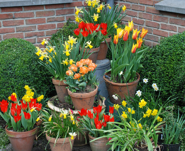 potées de bulbes