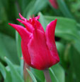 Tulipa 'Pretty Woman'
