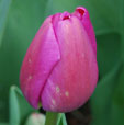 Tulipa 'Purple Pride'