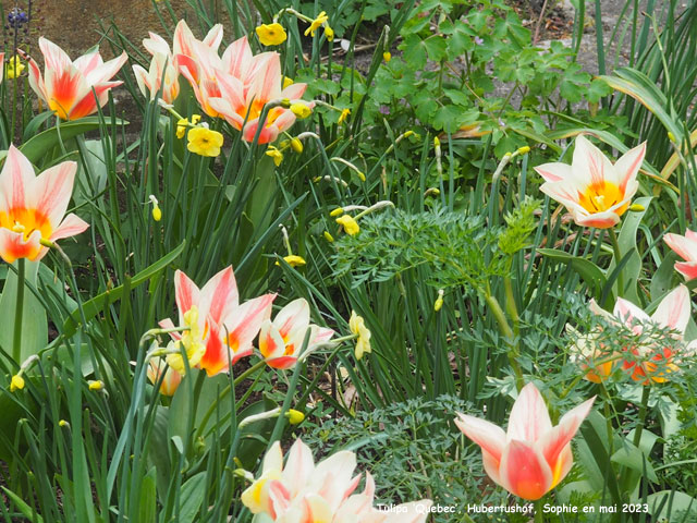 Tulipa 'Quebec'