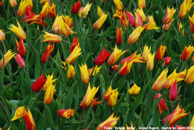 Tulipa 'Vendee Globe'