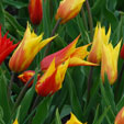 Tulipa 'Vendee Globe