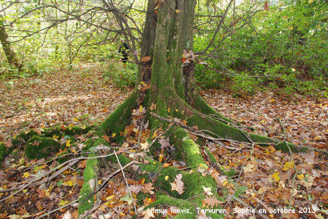 Ulmus laevis