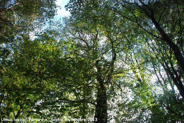 Ulmus laevis