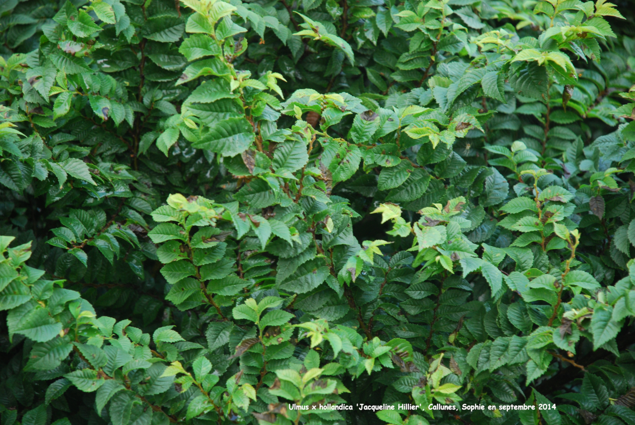 Ulmus x hollandica 'Jacqueline 'Hillier'
