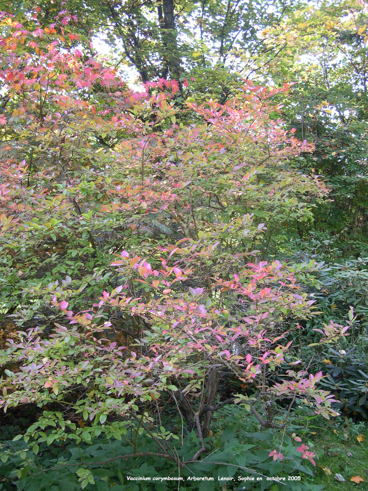 Vaccinium corymbosum