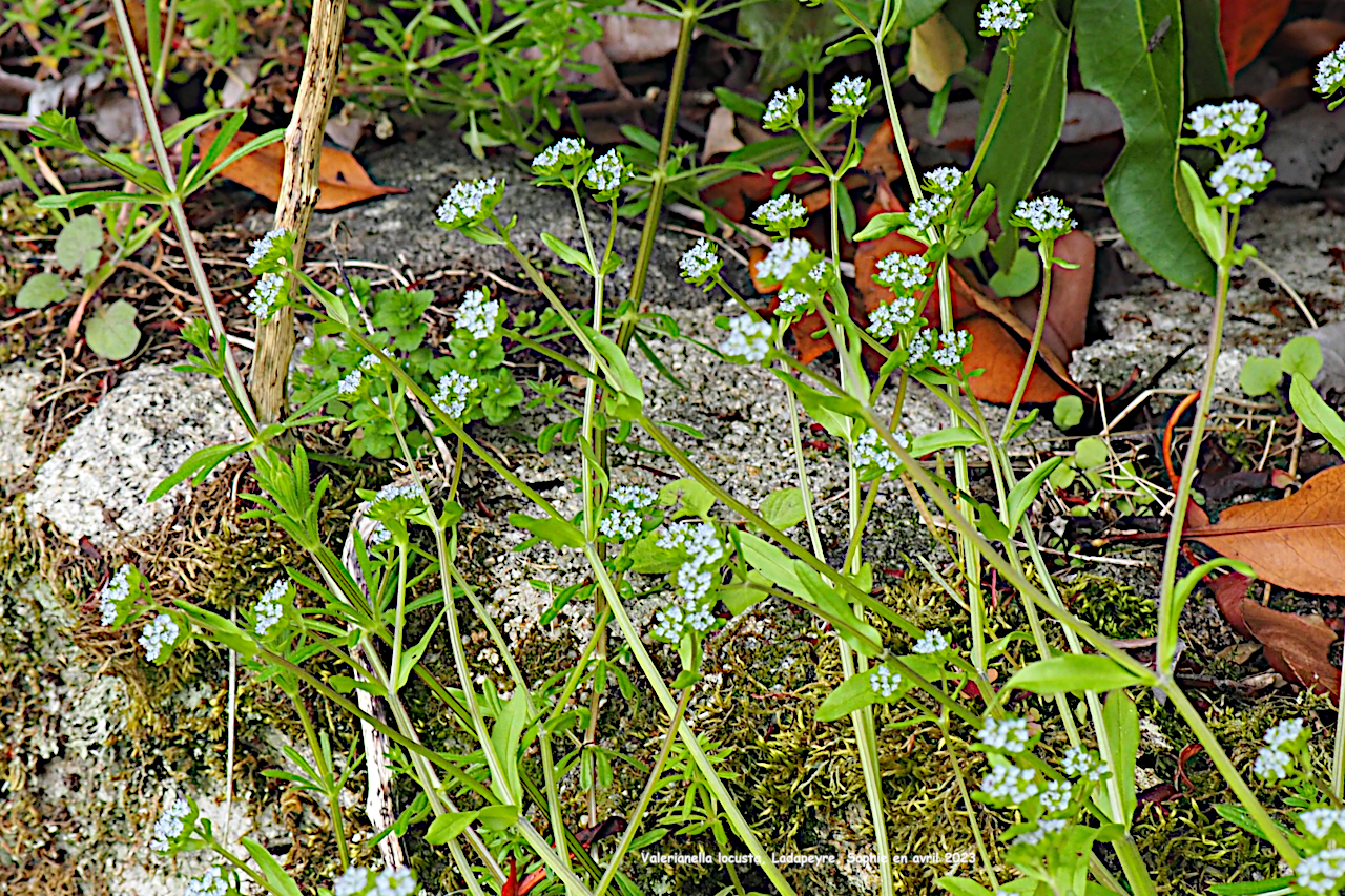 Valerianella locusta