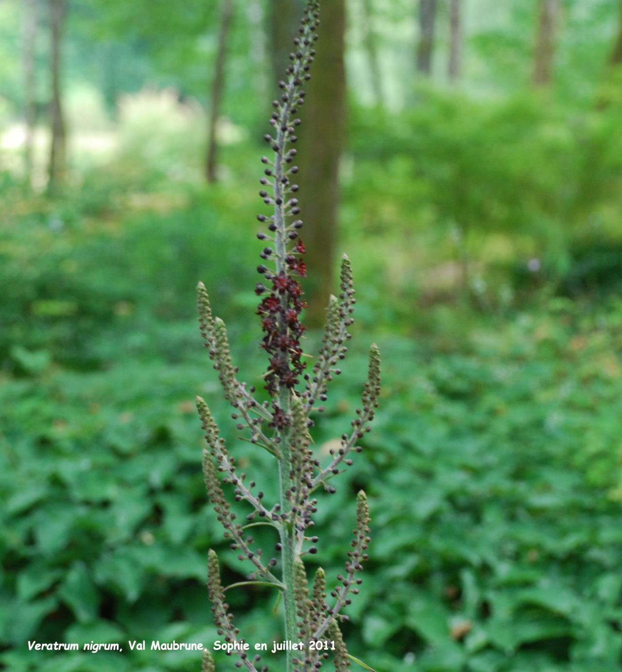 Veratrum nigrum