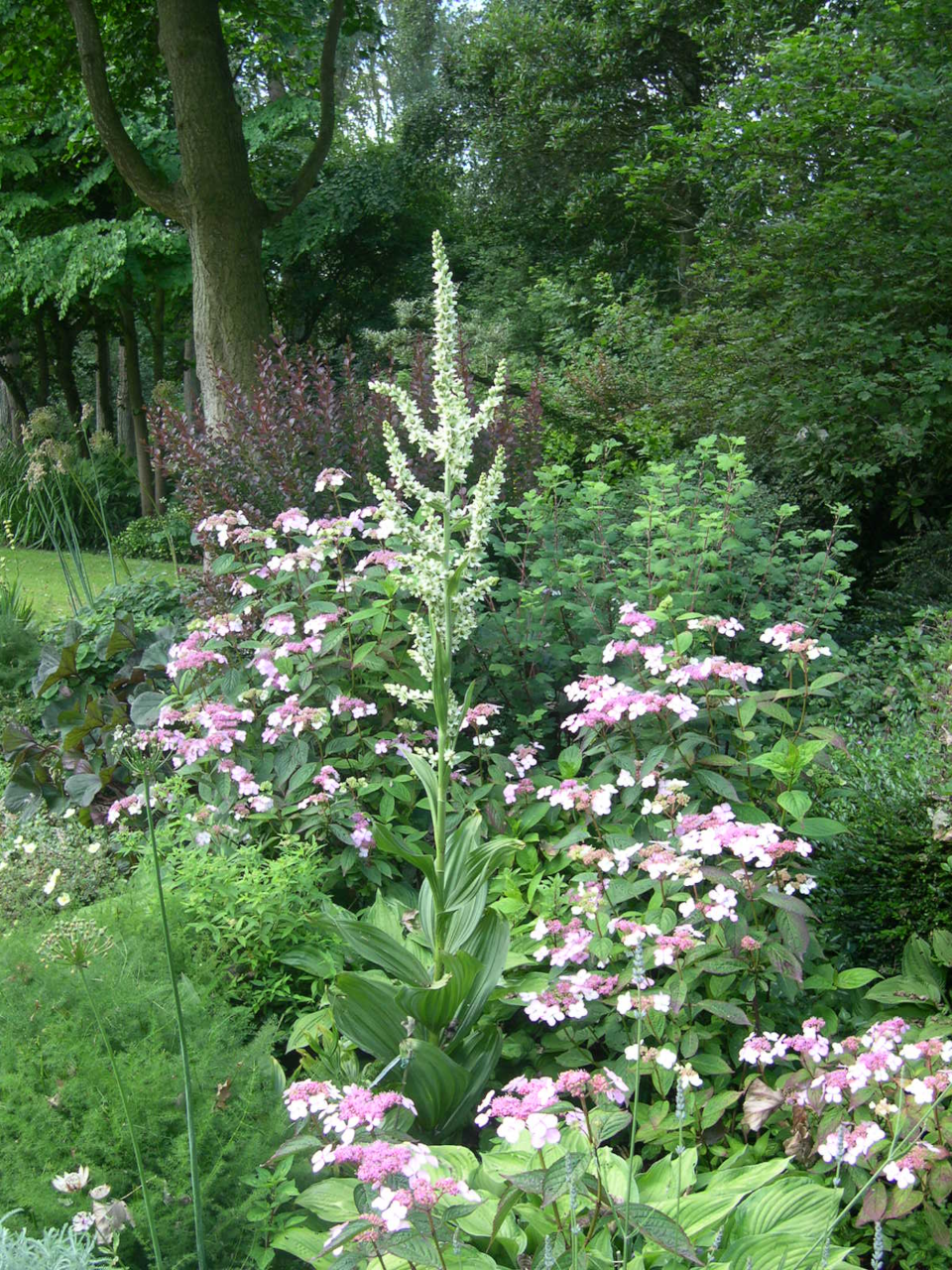 Veratrum album