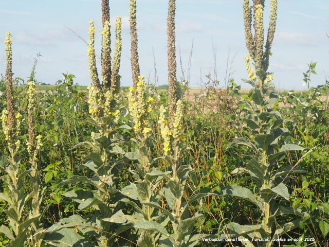 Verbascum densiflorum