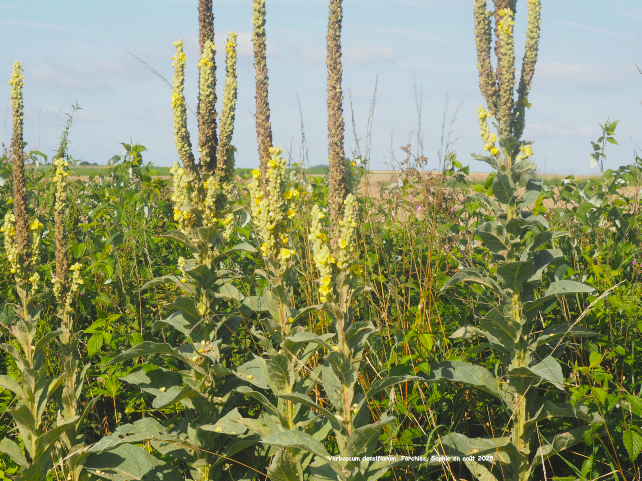 Verbascum densiflorum