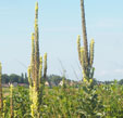 Verbascum densiflorum