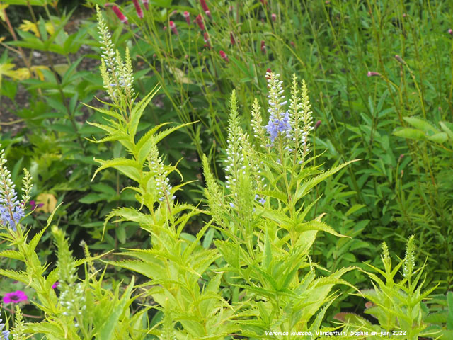 Veronica kiusiana