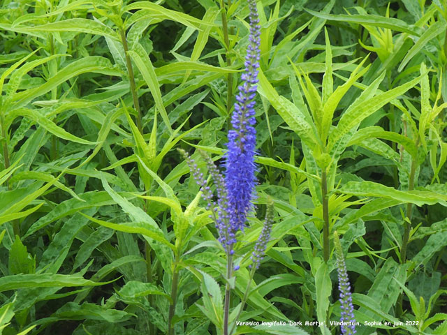 Veronica longifolia 'Dark Martje'