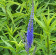 Veronica longifolia 'Dark Martje'