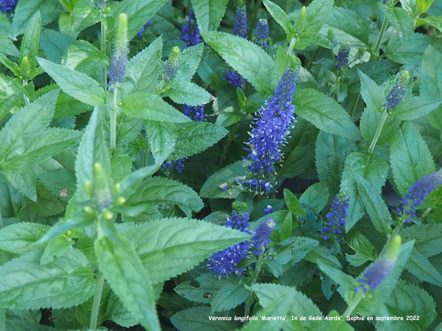 Veronica longifolia 'Marietta'