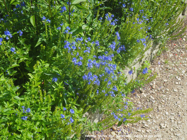 Veronica 'Shirley Blue'