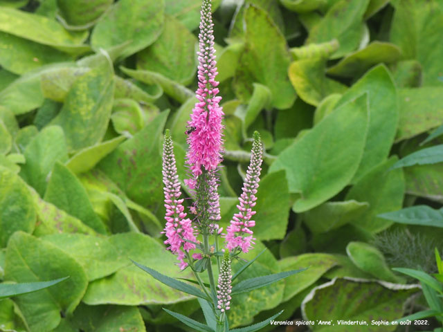 Veronica spicata 'Anne'