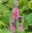 Veronica spicata 'Anne'