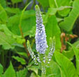 Veronica spicata 'Lila Karina'