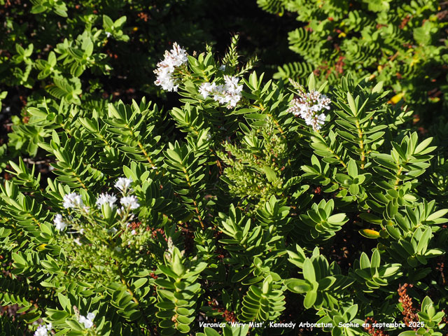 Veronica 'Wiri Mist'