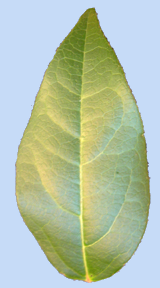 Viburnum tinus