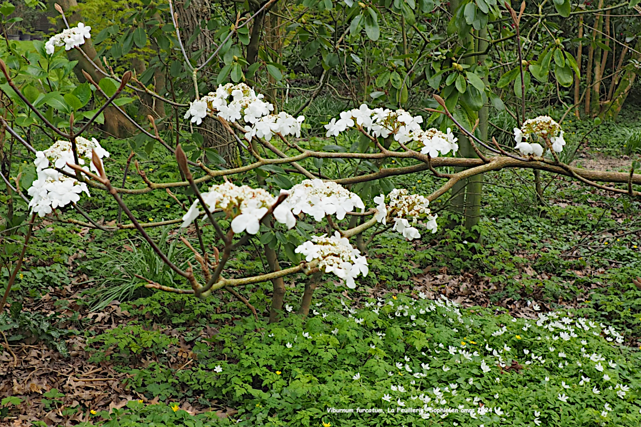 Viburnum furcatum